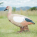 Wildcrete Egyptian Goose